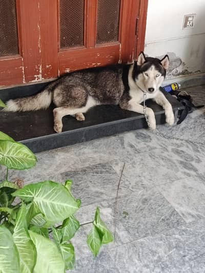 Siberian Husky