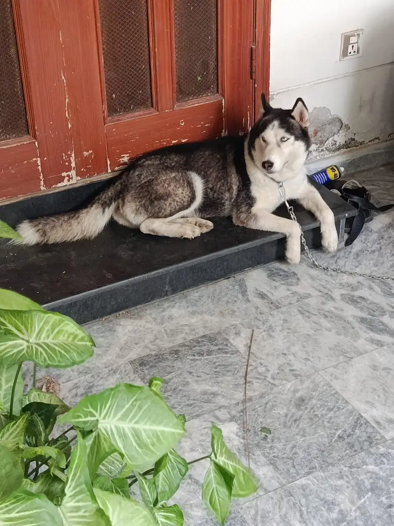 Siberian Husky — photo 2