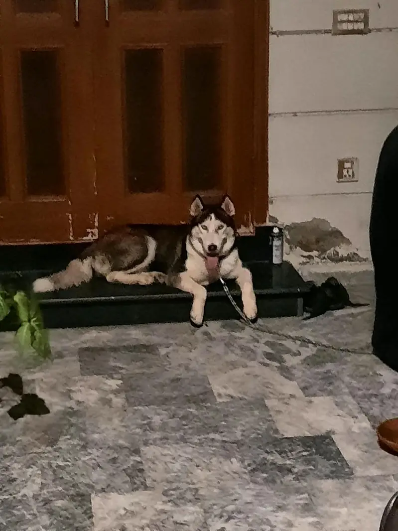 Siberian Husky — photo 3