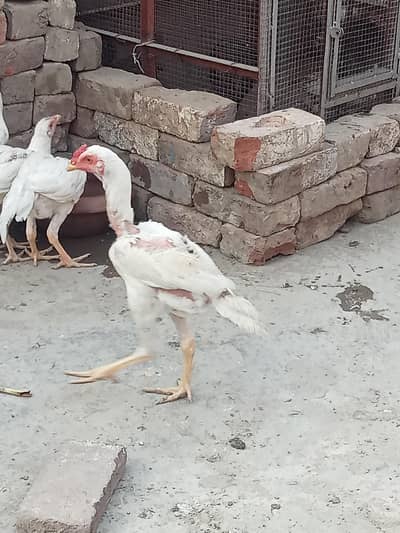 aseel for sale