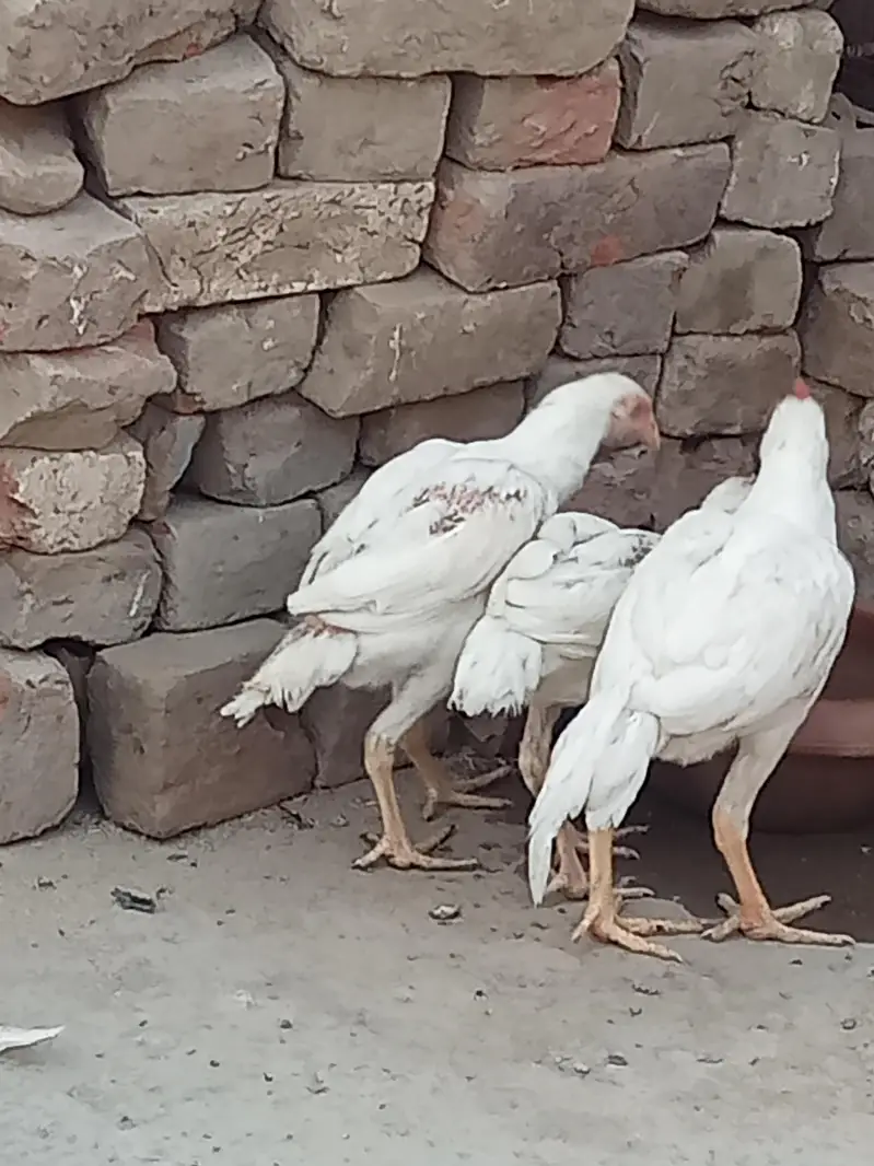 aseel for sale — photo 3