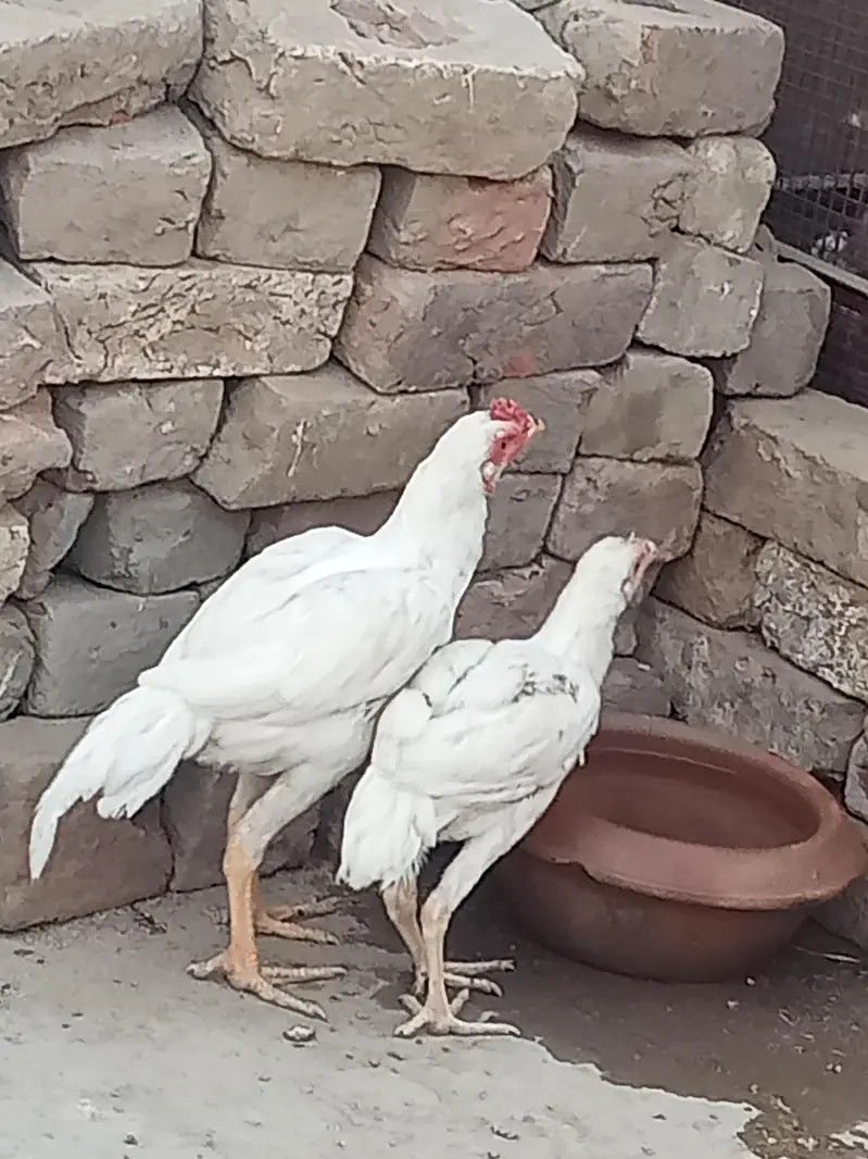 aseel for sale — photo 4