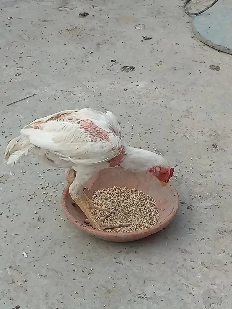 aseel for sale — photo 5
