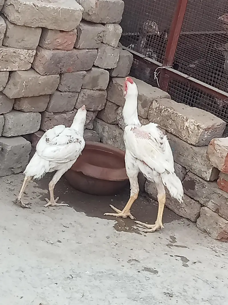 aseel for sale — photo 6