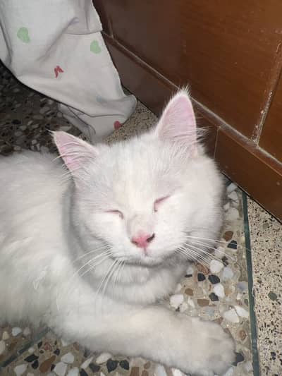 Male persion cat