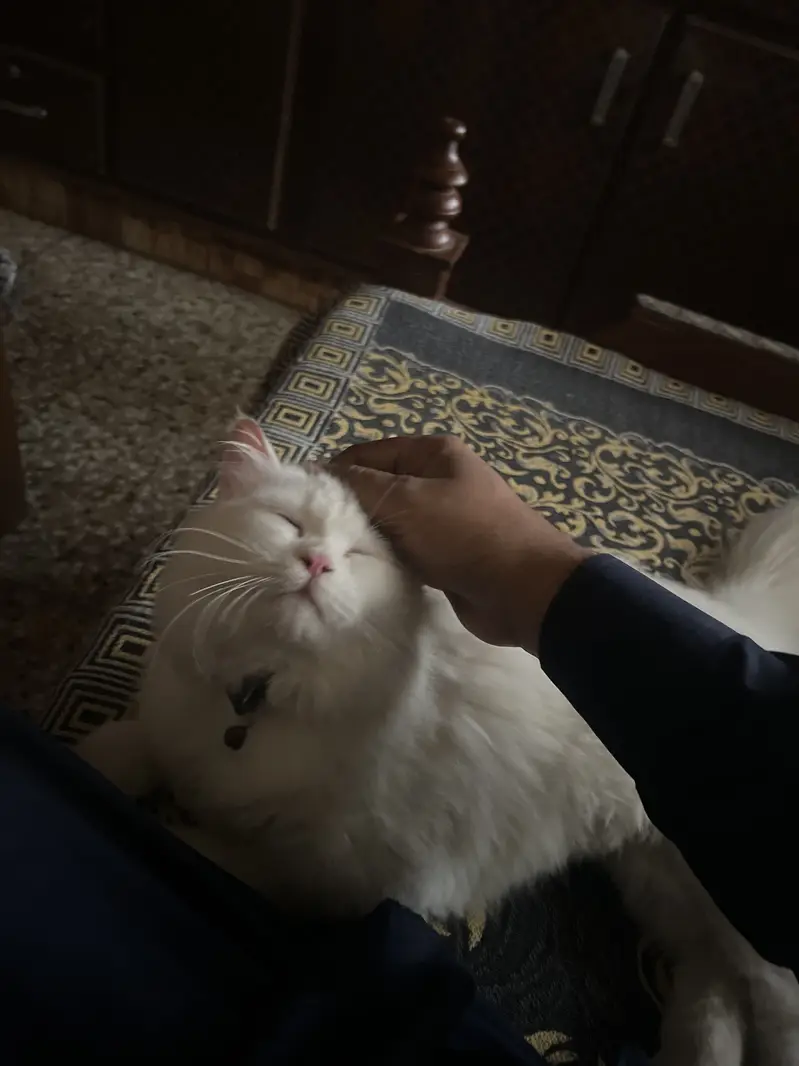 Male persion cat — photo 2