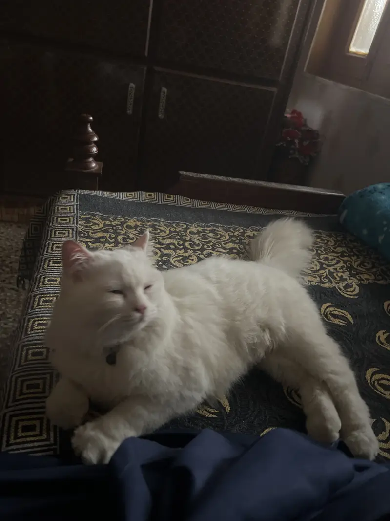 Male persion cat — photo 3