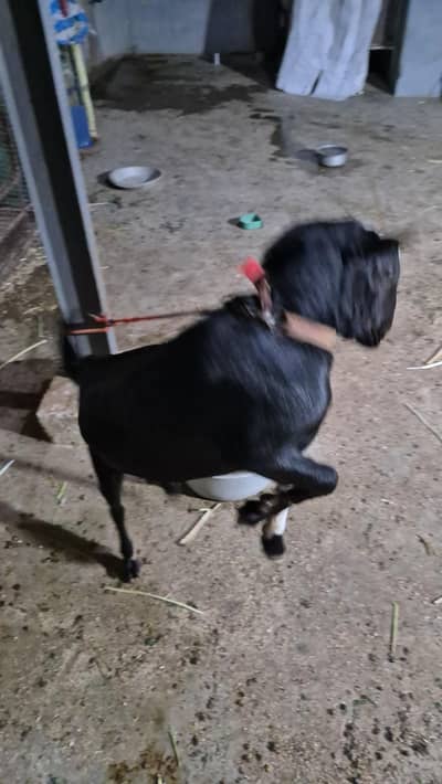 WHITE EYES ABLUGH TEDDA BAKRA aandu