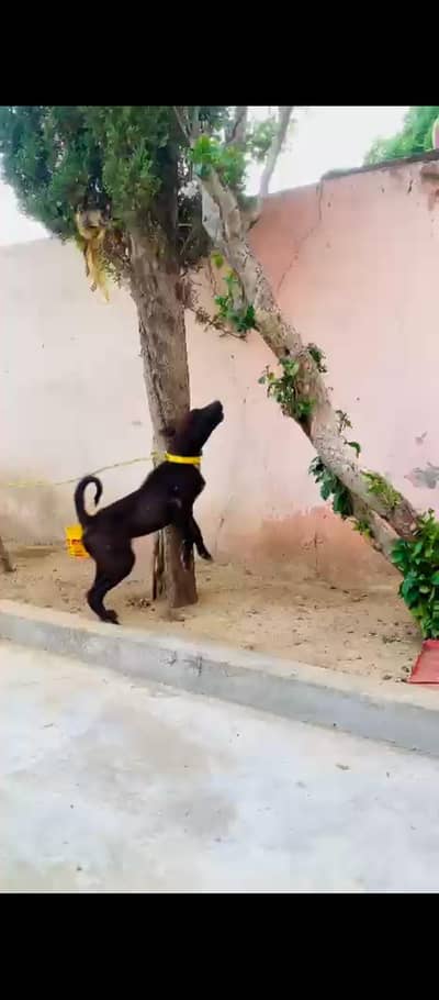 Rakhi ky lia best dog hai abhe bacha hai