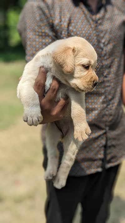high quality labrador female puppy