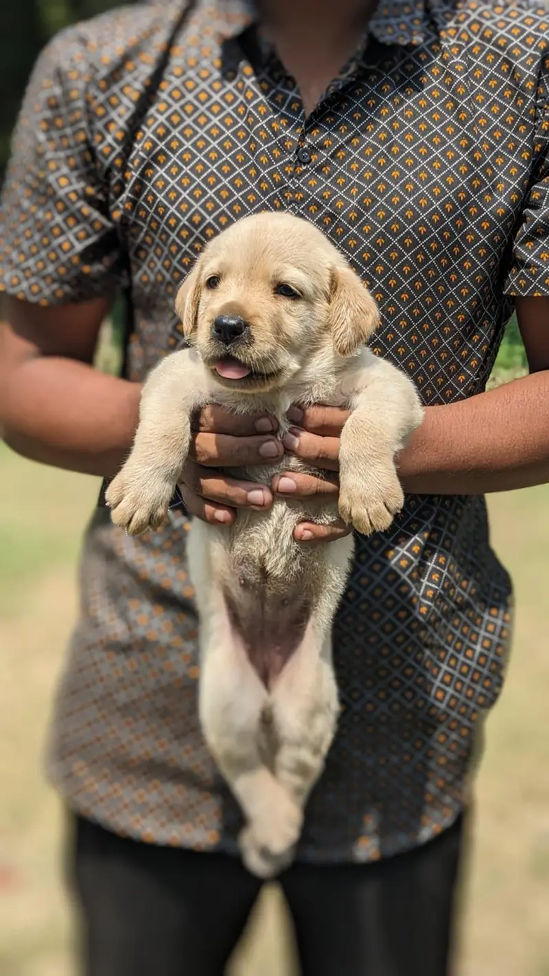 high quality labrador female puppy — photo 2