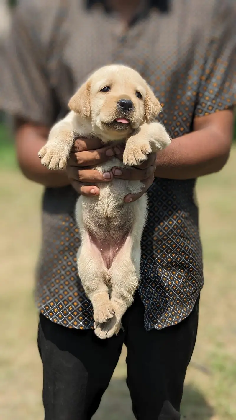 high quality labrador female puppy — photo 3