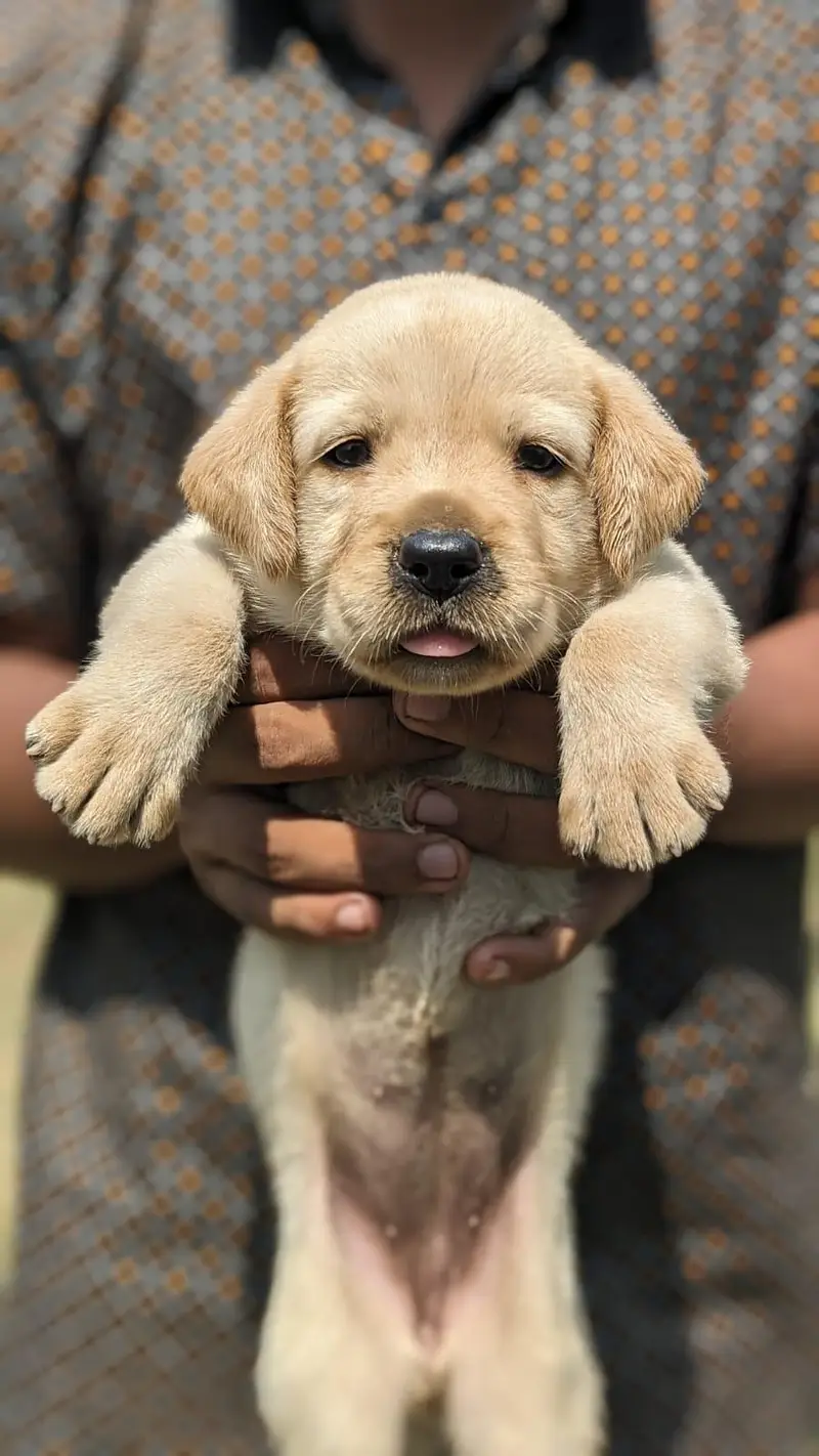 high quality labrador female puppy — photo 4