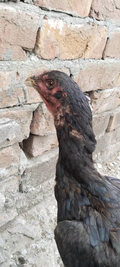 Aseel Thai female good quality black eyes 03132332233