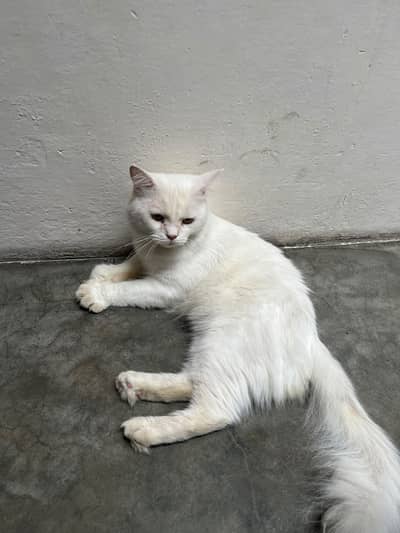 Pure White Persian Cat | Double Coat