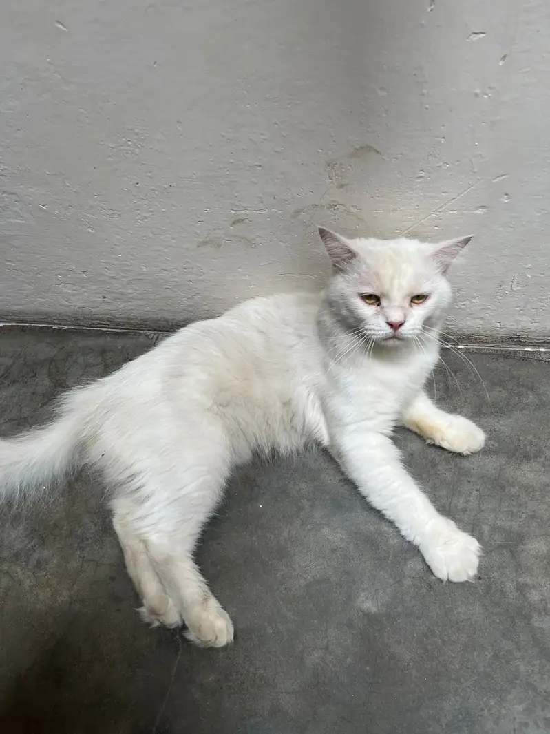 Pure White Persian Cat | Double Coat — photo 2