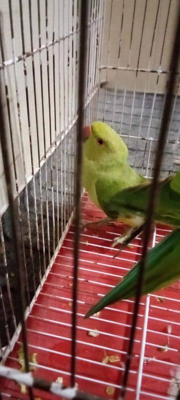 Green parrot (Gani Wala)