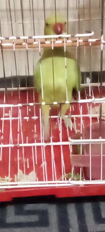 Green parrot (Gani Wala) — photo 2