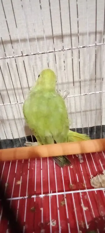 Green parrot (Gani Wala) — photo 3