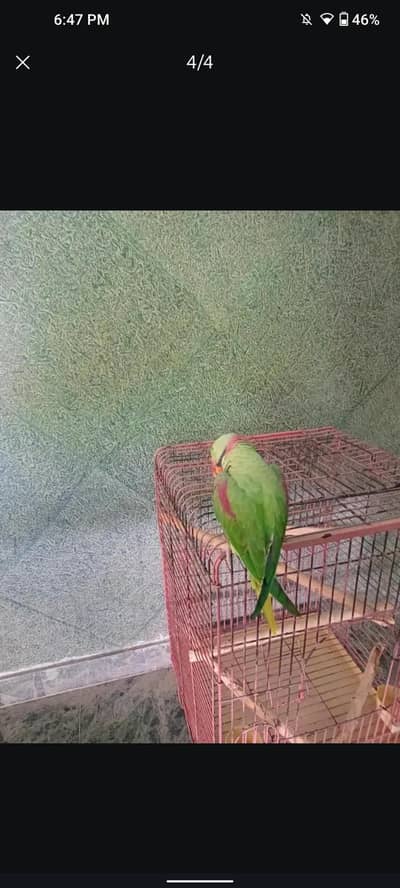 Kashmir Parrot, Alexander raw parrot