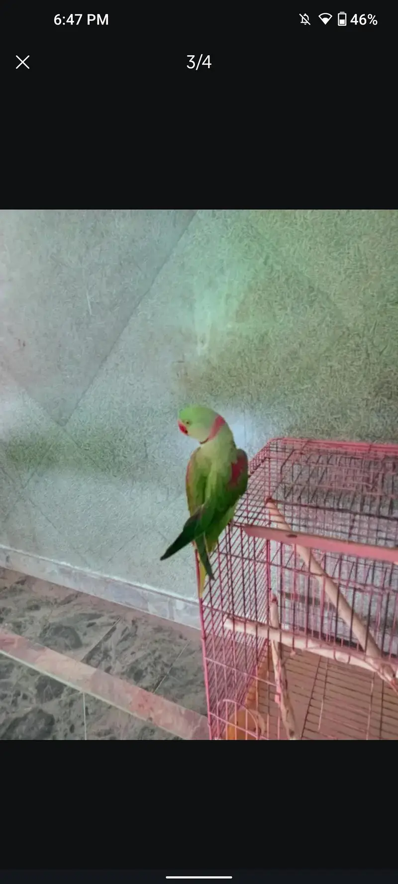 Kashmir Parrot, Alexander raw parrot — photo 2