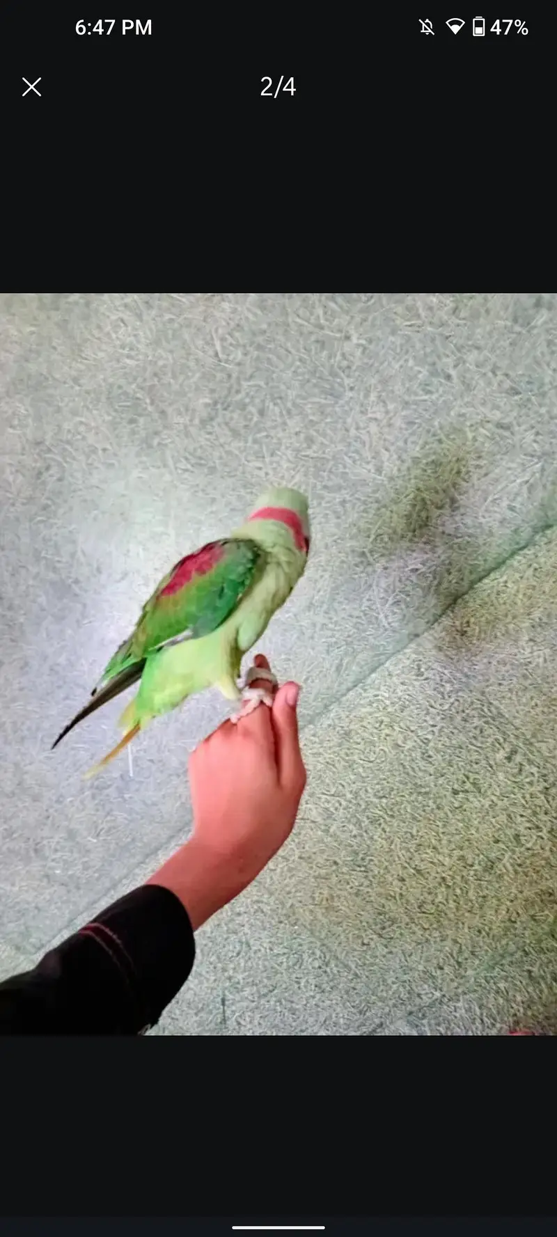 Kashmir Parrot, Alexander raw parrot — photo 3