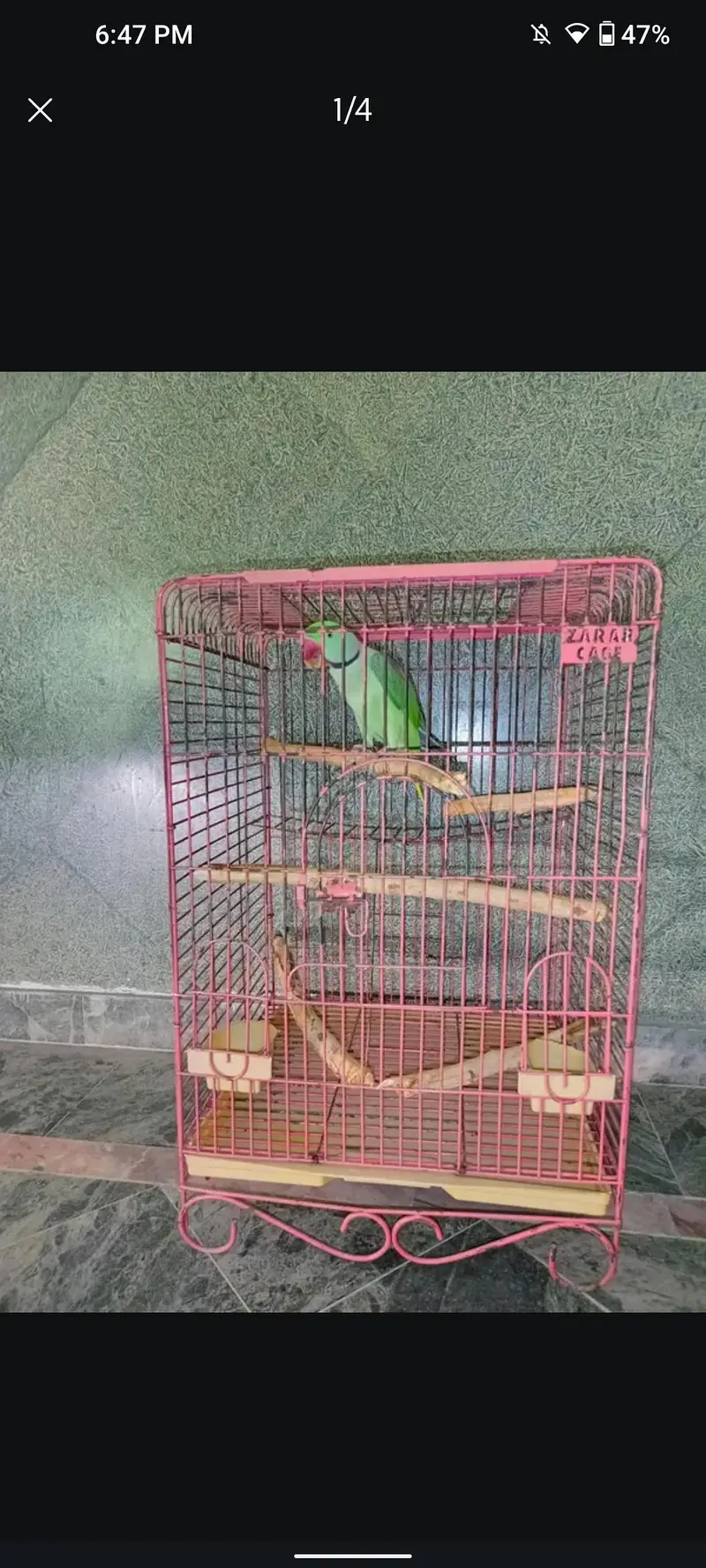 Kashmir Parrot, Alexander raw parrot — photo 4