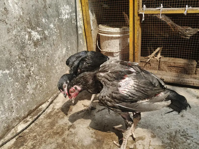 aseel patha — photo 4