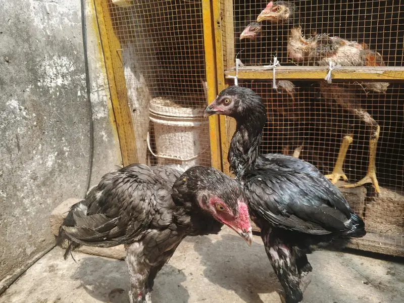 aseel patha — photo 6