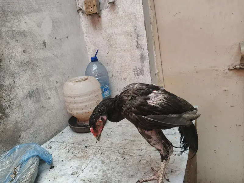 aseel patha — photo 8