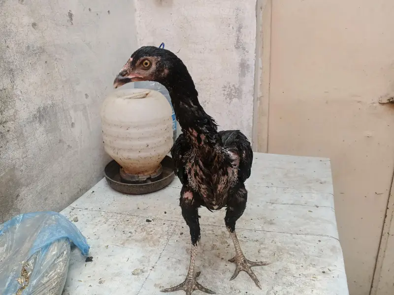 aseel patha — photo 10