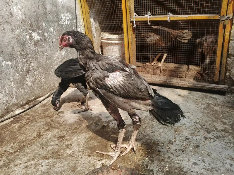 aseel patha — photo 12
