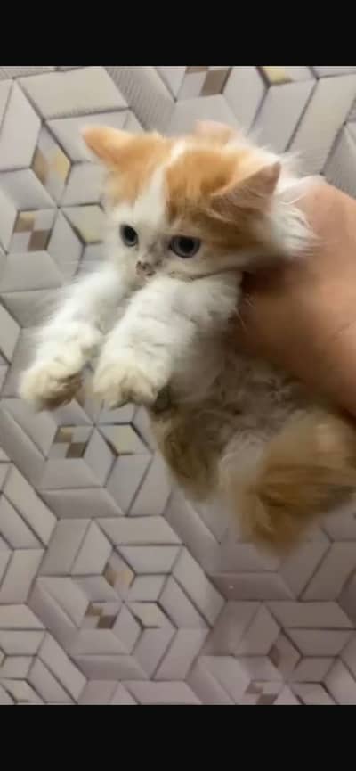 Persian cats Both male and female