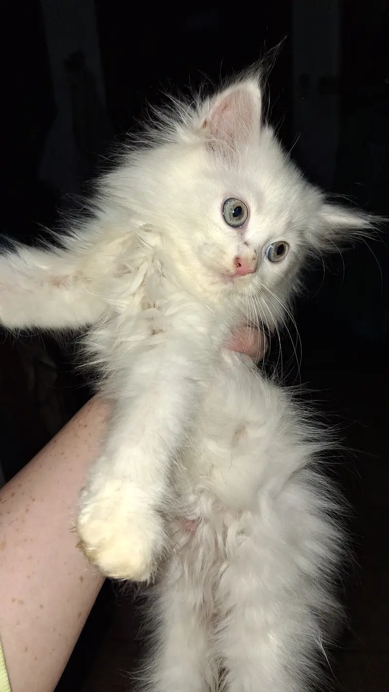 Persian cats Both male and female — photo 2
