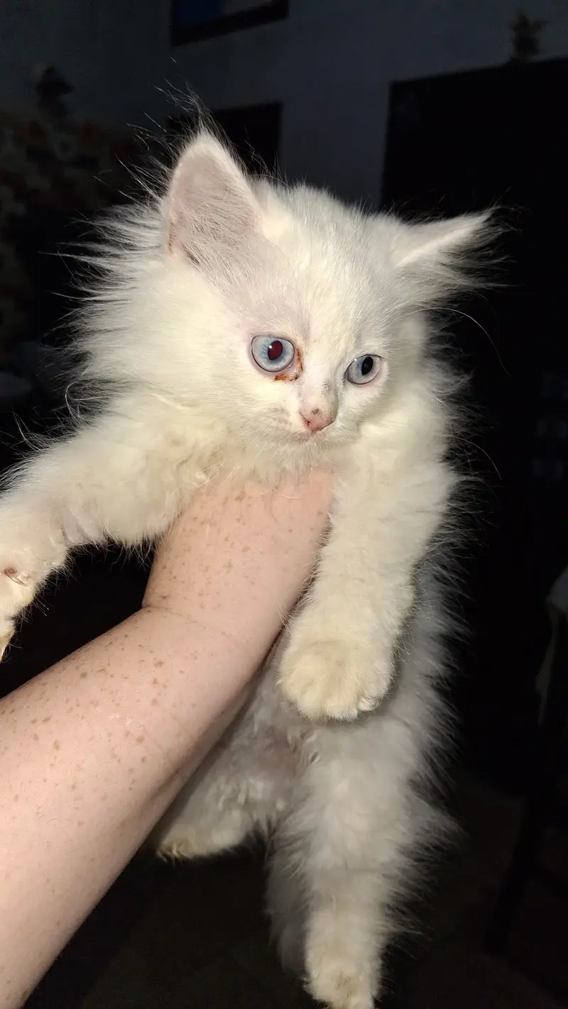 Persian cats Both male and female — photo 3