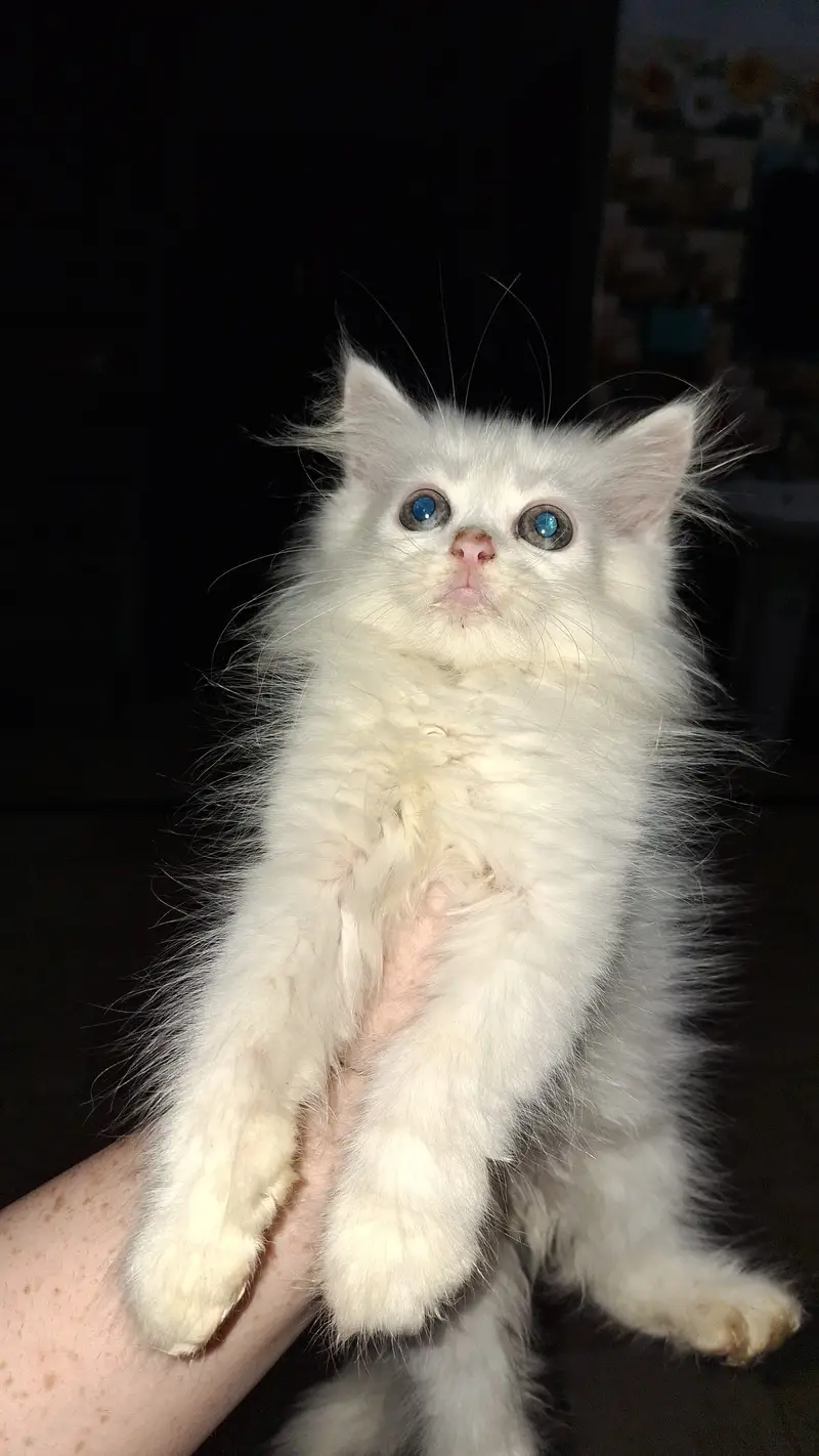 Persian cats Both male and female — photo 4