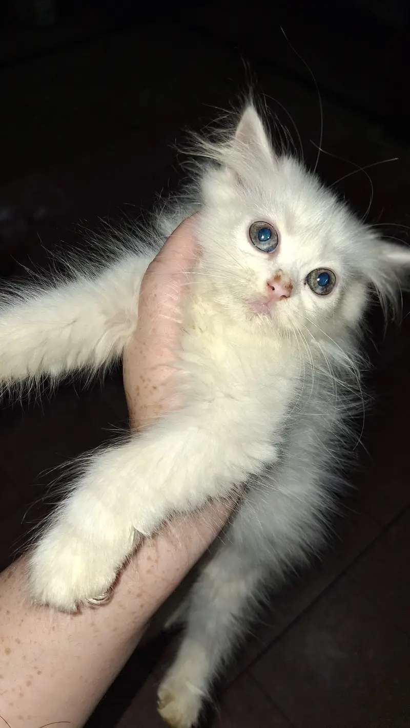 Persian cats Both male and female — photo 5