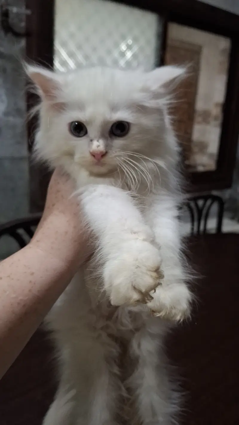 Persian cats Both male and female — photo 6