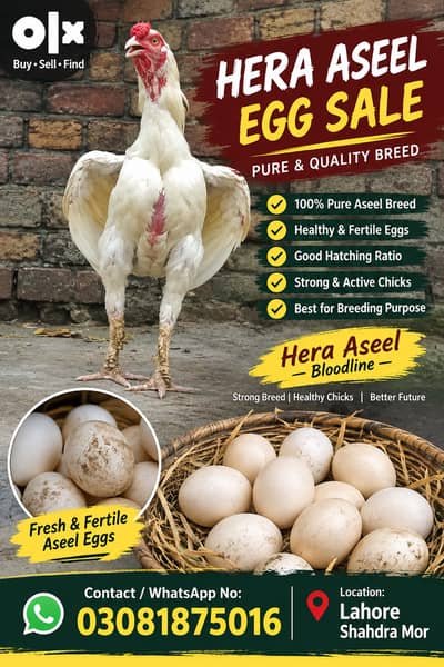 Pure white Heera aseel egg 