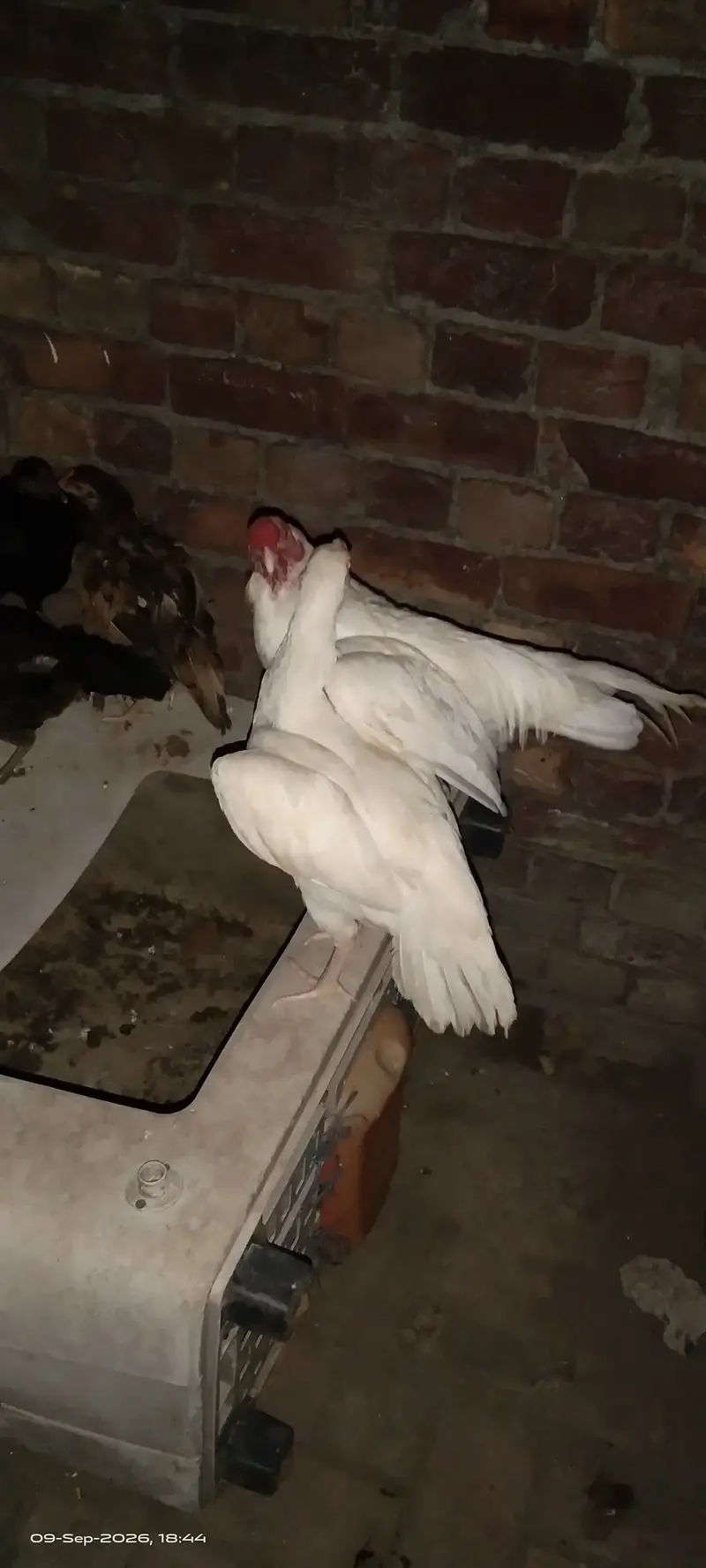 Pure white Heera aseel egg  — photo 2