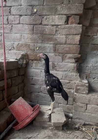 Quality Mushka Lakha patha