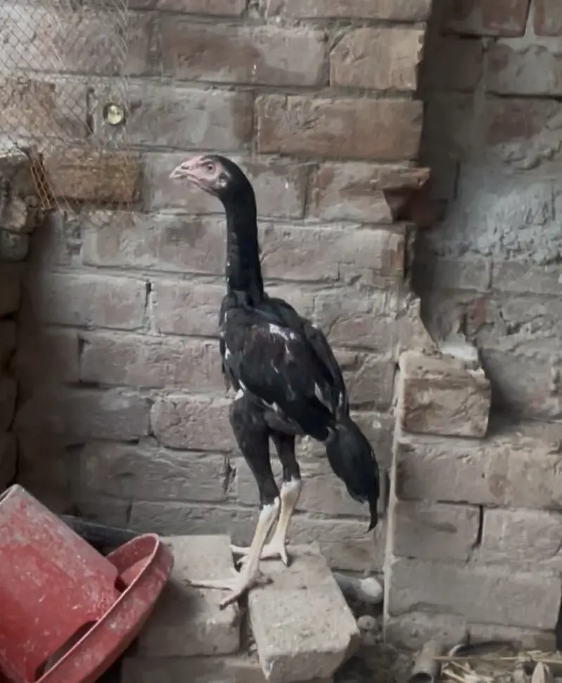Quality Mushka Lakha patha — photo 2