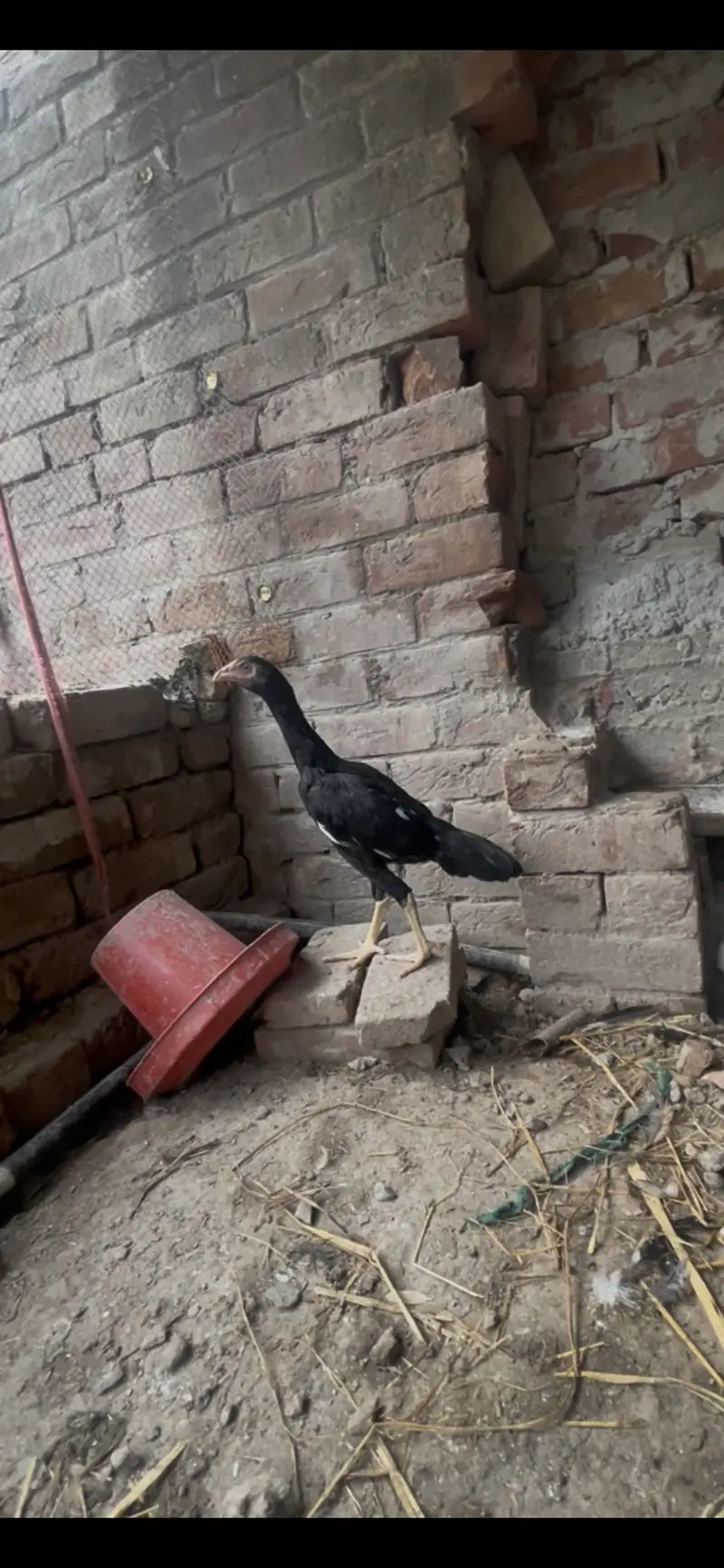 Quality Mushka Lakha patha — photo 3