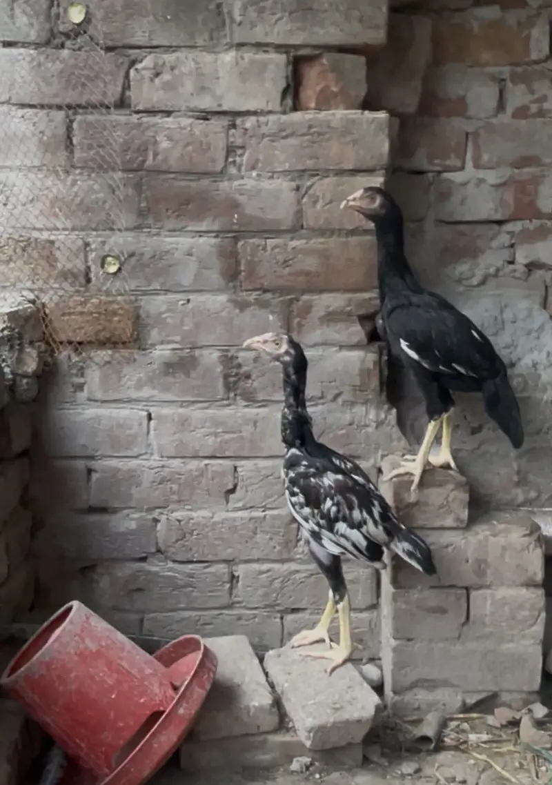 Quality Mushka Lakha patha — photo 4