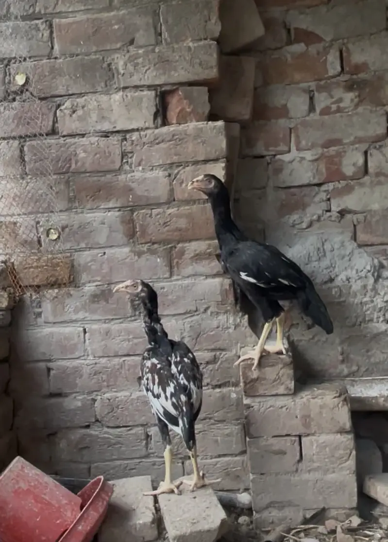 Quality Mushka Lakha patha — photo 5