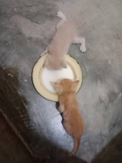 Persian cats