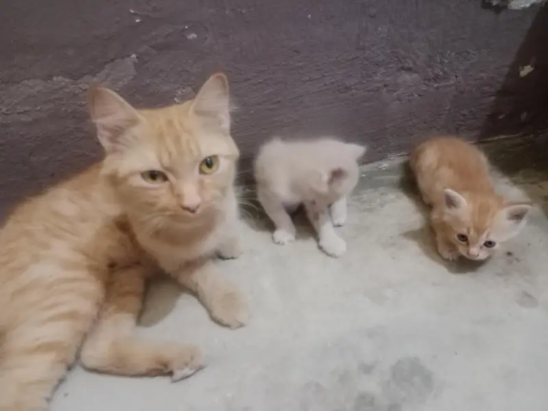 Persian cats — photo 2