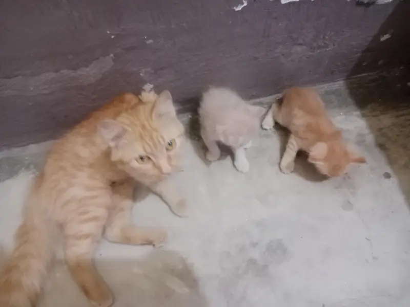 Persian cats — photo 3