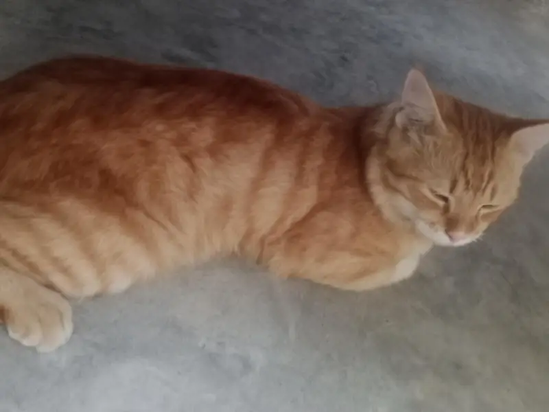 Persian cats — photo 4