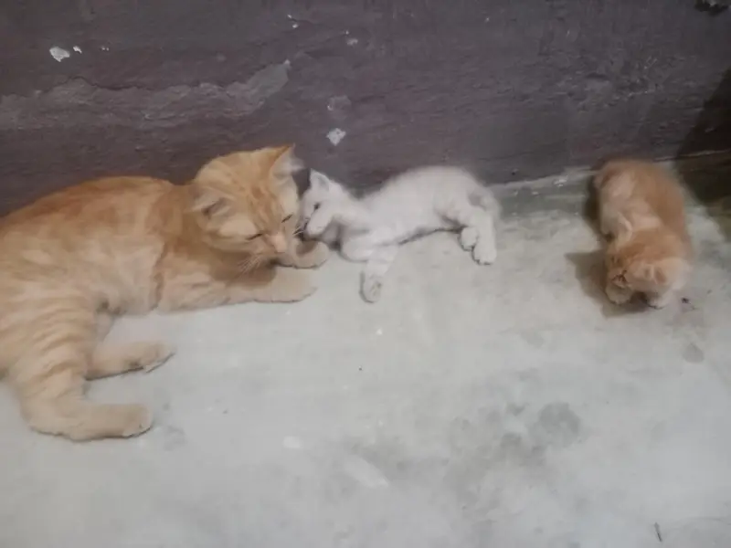 Persian cats — photo 5